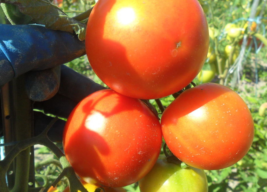 Томат холодостойкий снегирь: характеристики, описание агротехники, отзывы