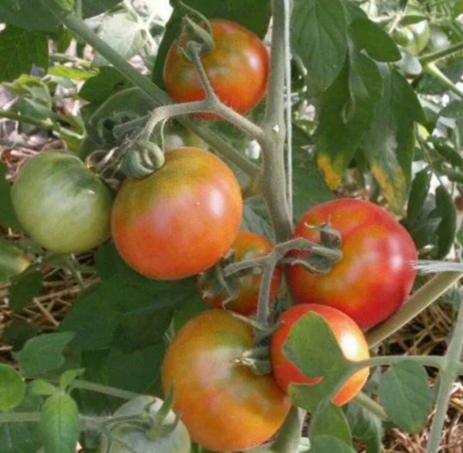 Томат снегирь: описание сорта, правила посадки и ухода, отзывы