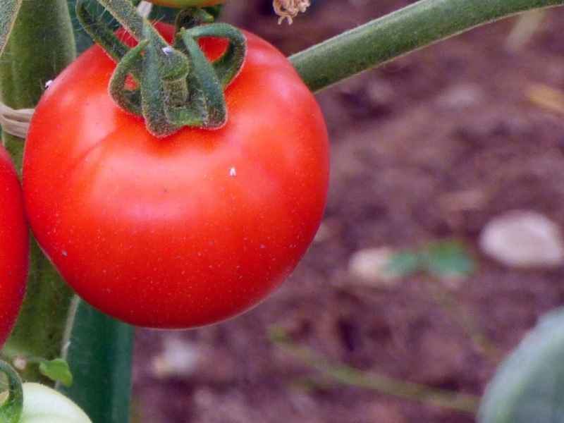 Томат снегирек — описание сорта, отзывы, урожайность