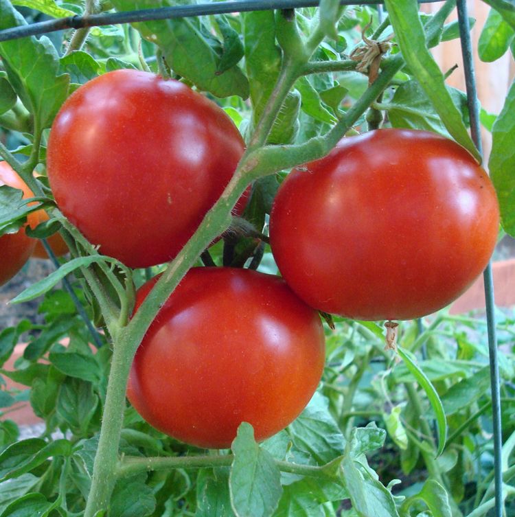 Томат холодостойкий снегирь. внешнее описание, положительные и отрицательные качества, правила выращивания