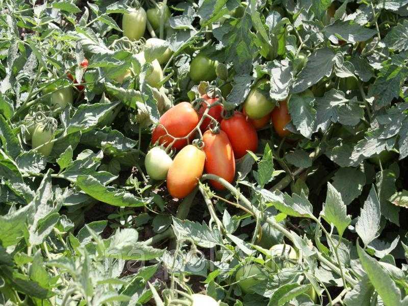 Томат инкас f1 (ф1): отзывы, описание, урожайность, преимущества и недостатки сорта