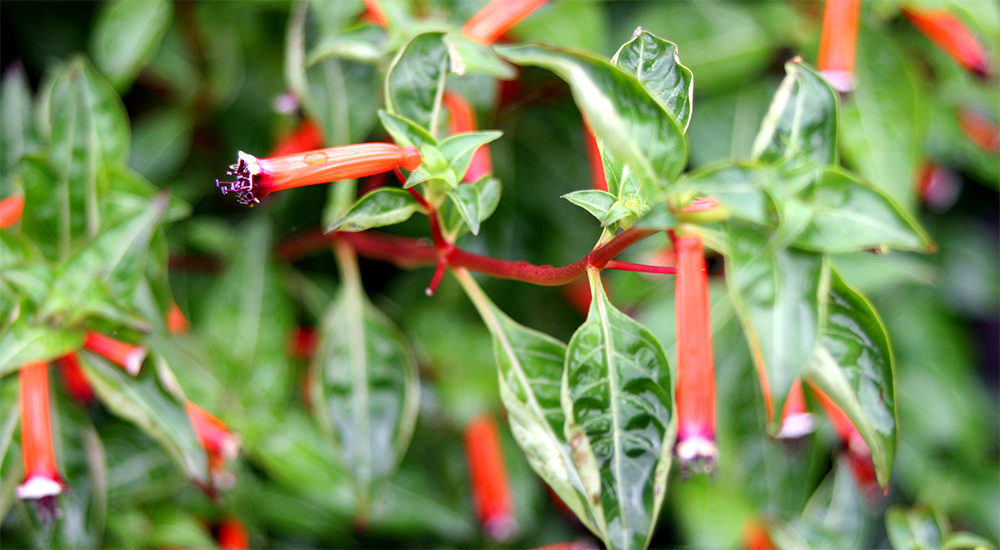 Растение куфея: фото, виды, выращивание из семян, посадка и уход в домашних условиях