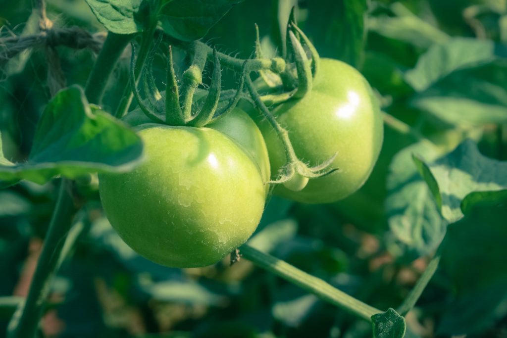 Описание сорта томата снегирь — как поднять урожайность