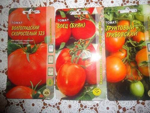 Томат снегирь описание сорта фото отзывы