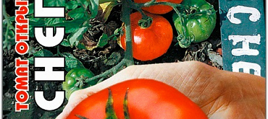 Томат снегирь