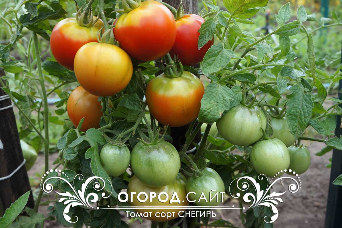 Новый суперраний томат «снегирь»: характеристика и описание сорта, фото