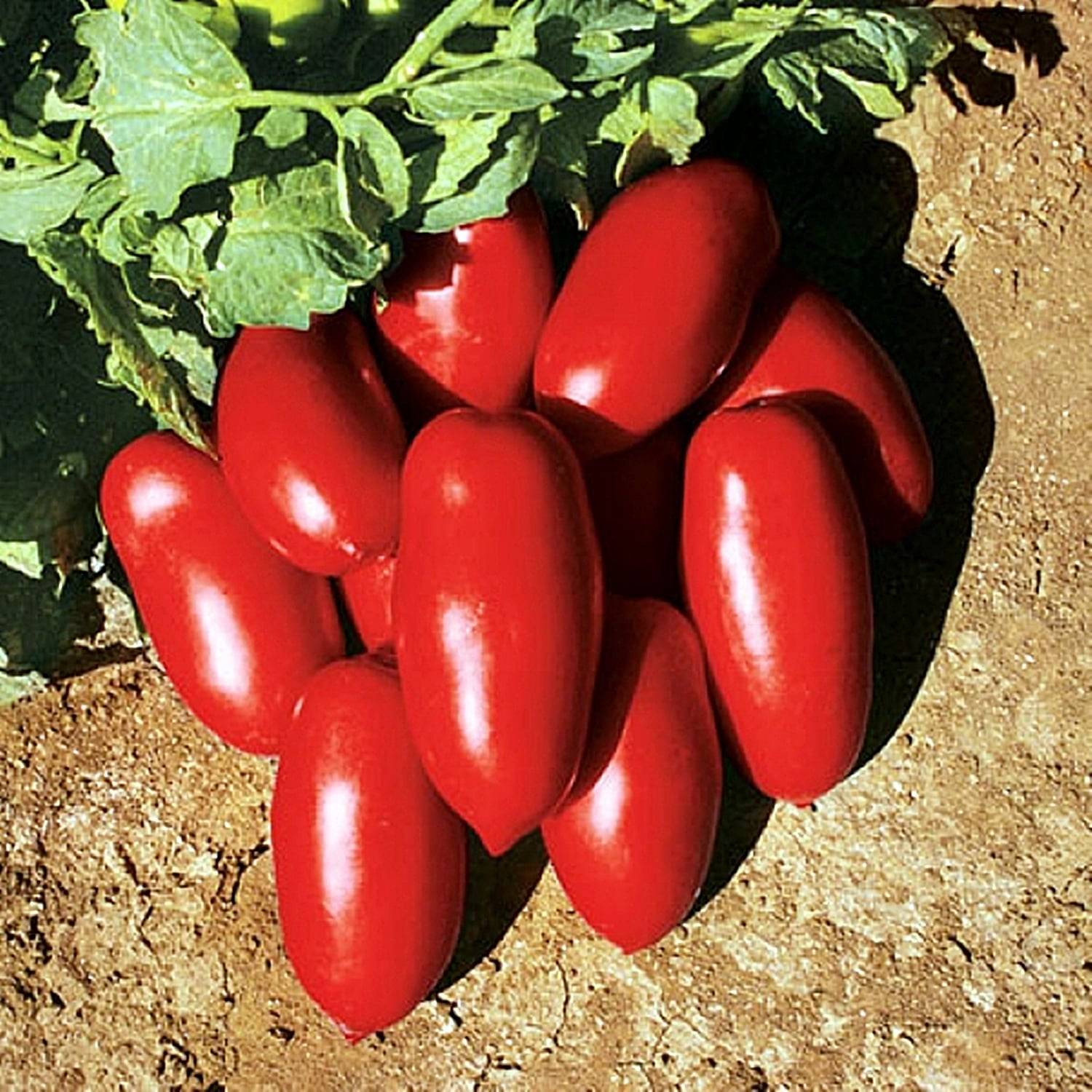 Томат инкас f1: отзывы опытных дачников, секреты ухода для получения богатого урожая, преимущества и недостатки