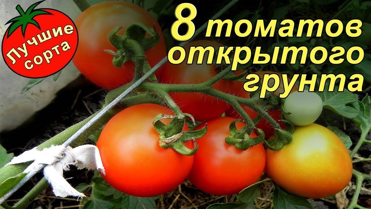 Томат оранжевая клубника: отзывы, описание, характеристика, фото