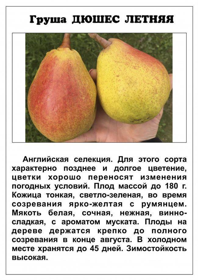 Яблоня москвичка описание сорта | хороший урожай🍎