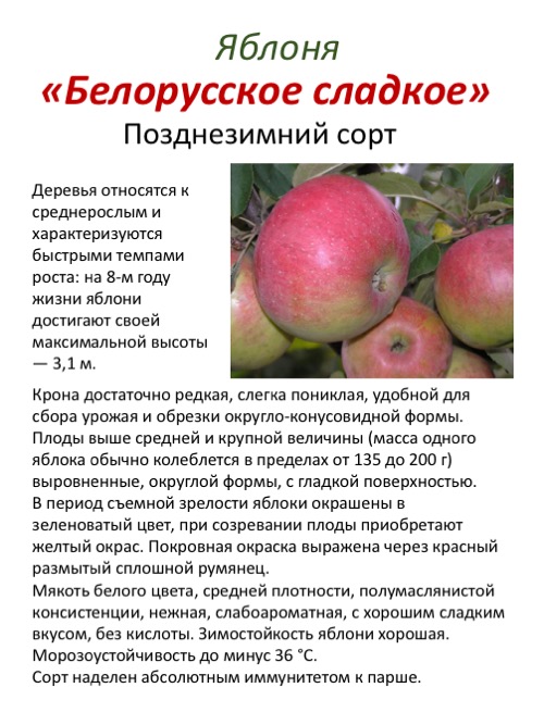 Яблони россошанские полосатые: описание сорта и его фото, характеристики и особенности