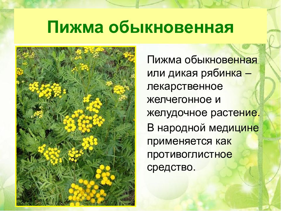 Белена черная