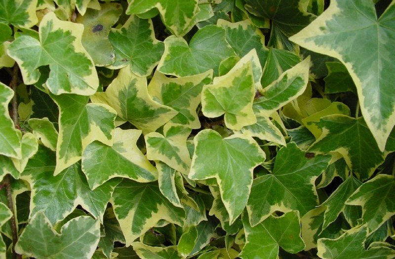 Плющ обыкновенный (hedera helix): описание, посадка и уход в домашних условиях и на даче