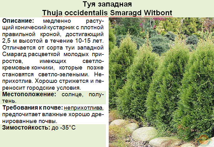 Виды и сорта туи: полный список с картинками