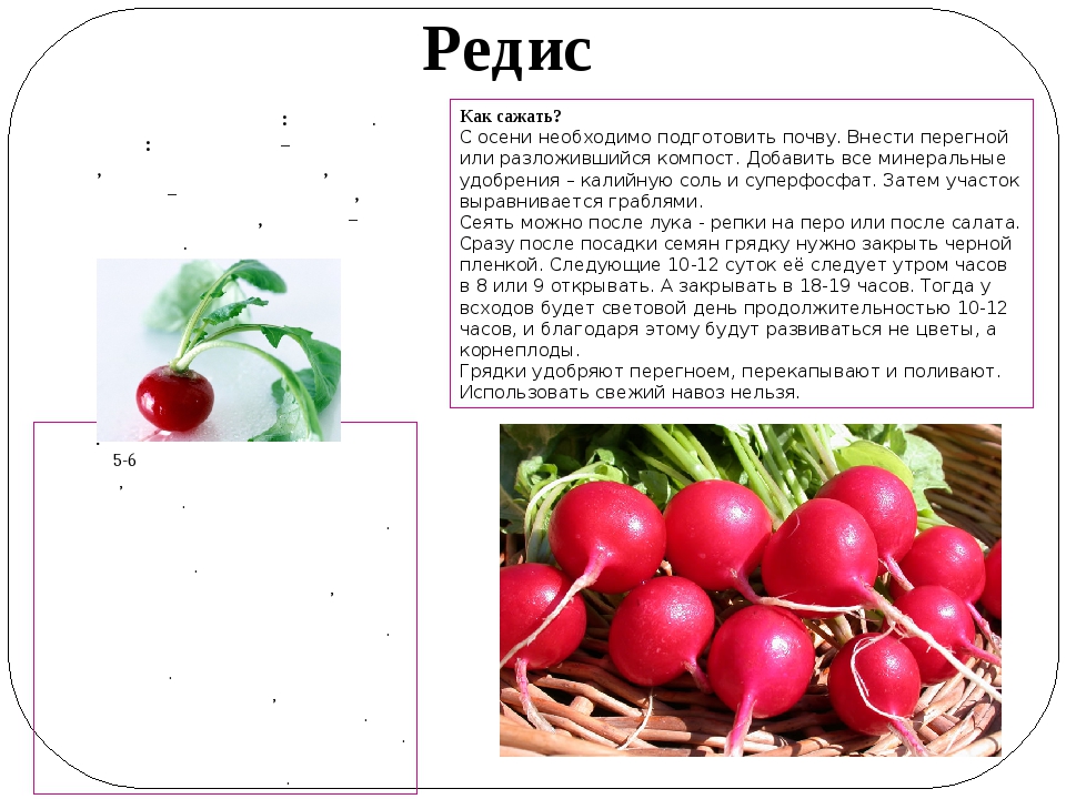 Редис жара: характеристики сорта, особенности выращивания - etocvetochki.com