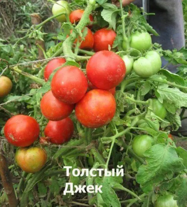 Томат толстый джек