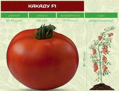 Томат какаду: характеристика и описание сорта, урожайность отзывы фото кто сажал