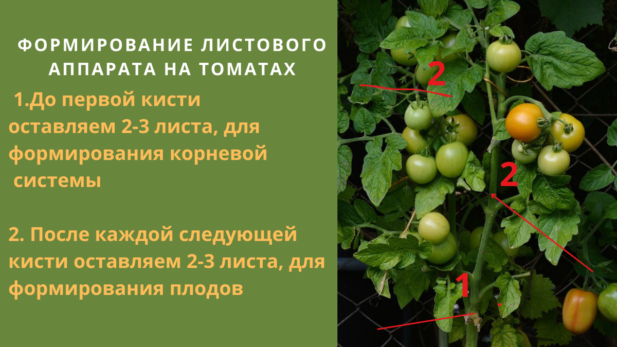 Лучшие детерминантные и индетерминантные сорта томатов