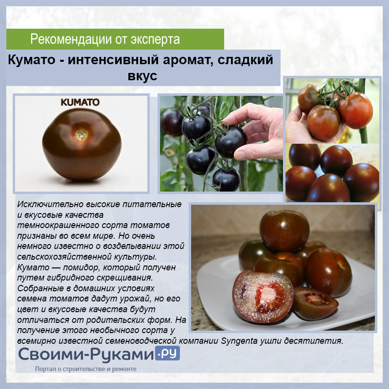 Среднеспелый, индетерминантный, высокоурожайный сорт томата Куст мощный, высотой до 1,5 метра, Купить семена томатов Кума почтой, заказать недорого
