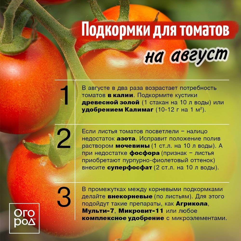 Лучшие сорта томатов на 2024 год: самые вкусные и урожайные