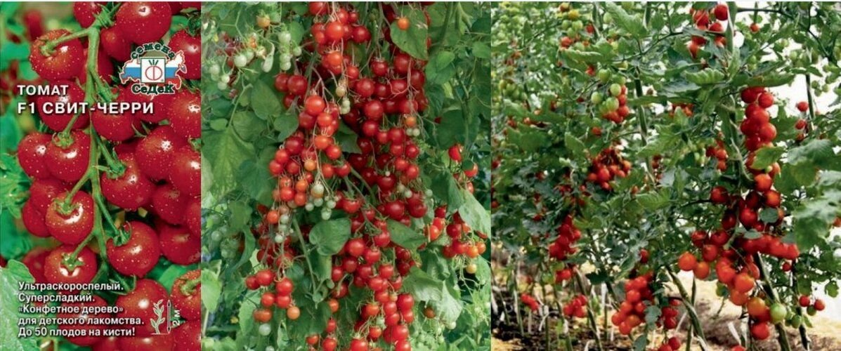 Томат танцы со смурфами: описание сорта, отзывы (12), фото | tomatland.ru