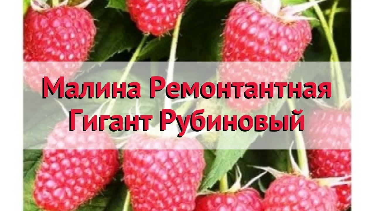 Рубиновое ожерелье — ветеранский сорт малины