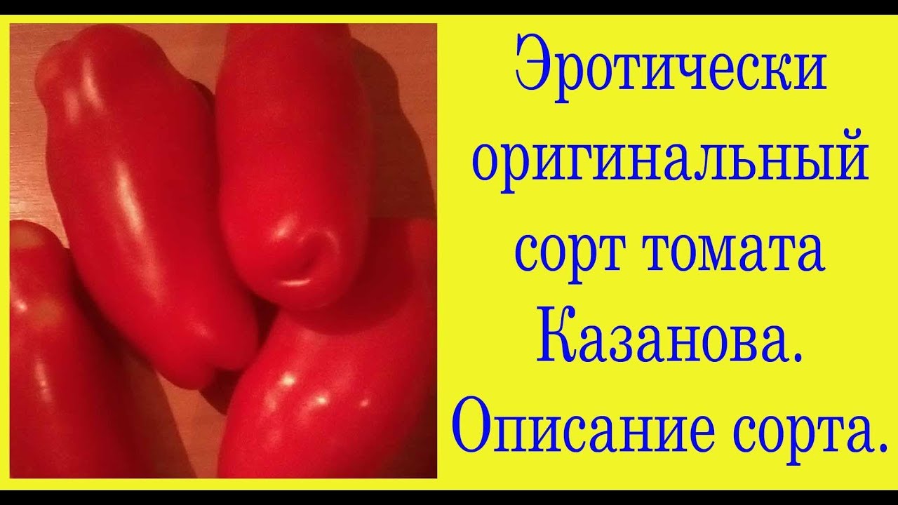 Томат казанова: характеристика и описание сорта, отзывы, фото