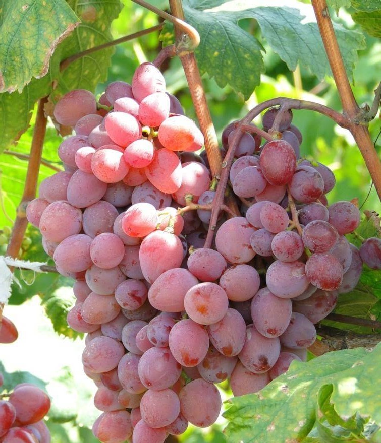 Vine, vitis vinifera: плантация, содержание, размер  все о садоводстве и дизайне сада - 2024
