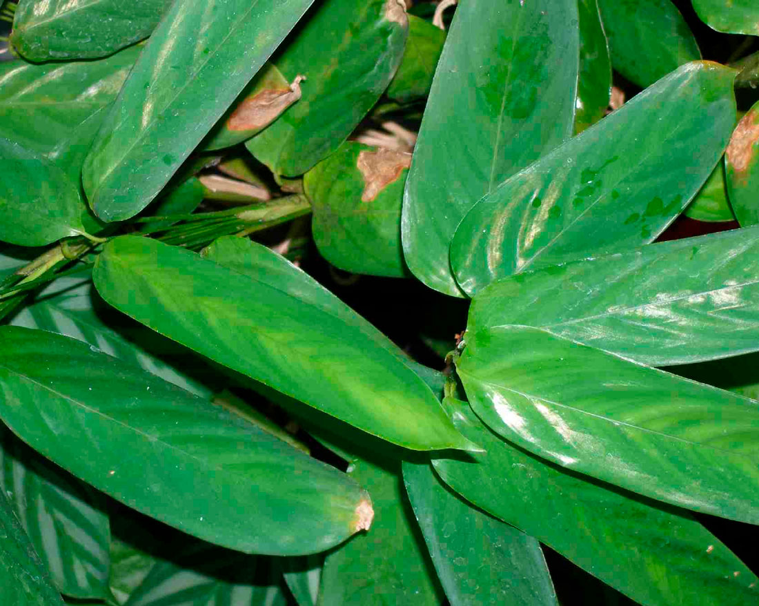 How do you grow coryanthes? – brain writings
