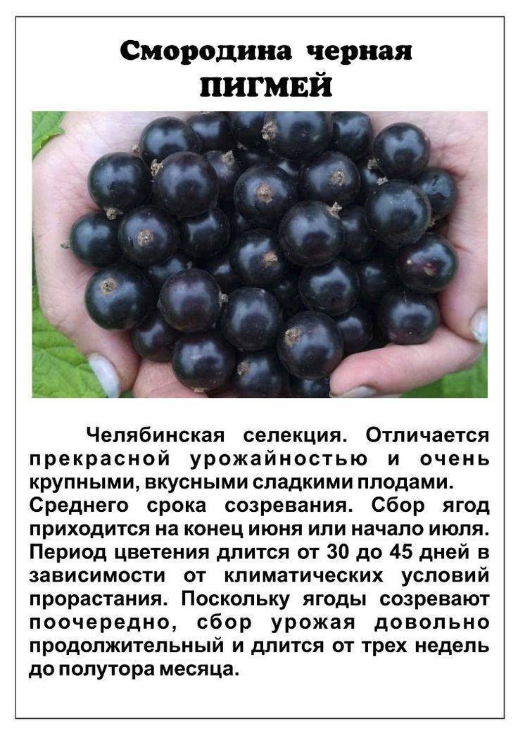 Смородина галинка - описание сорта черной смородины