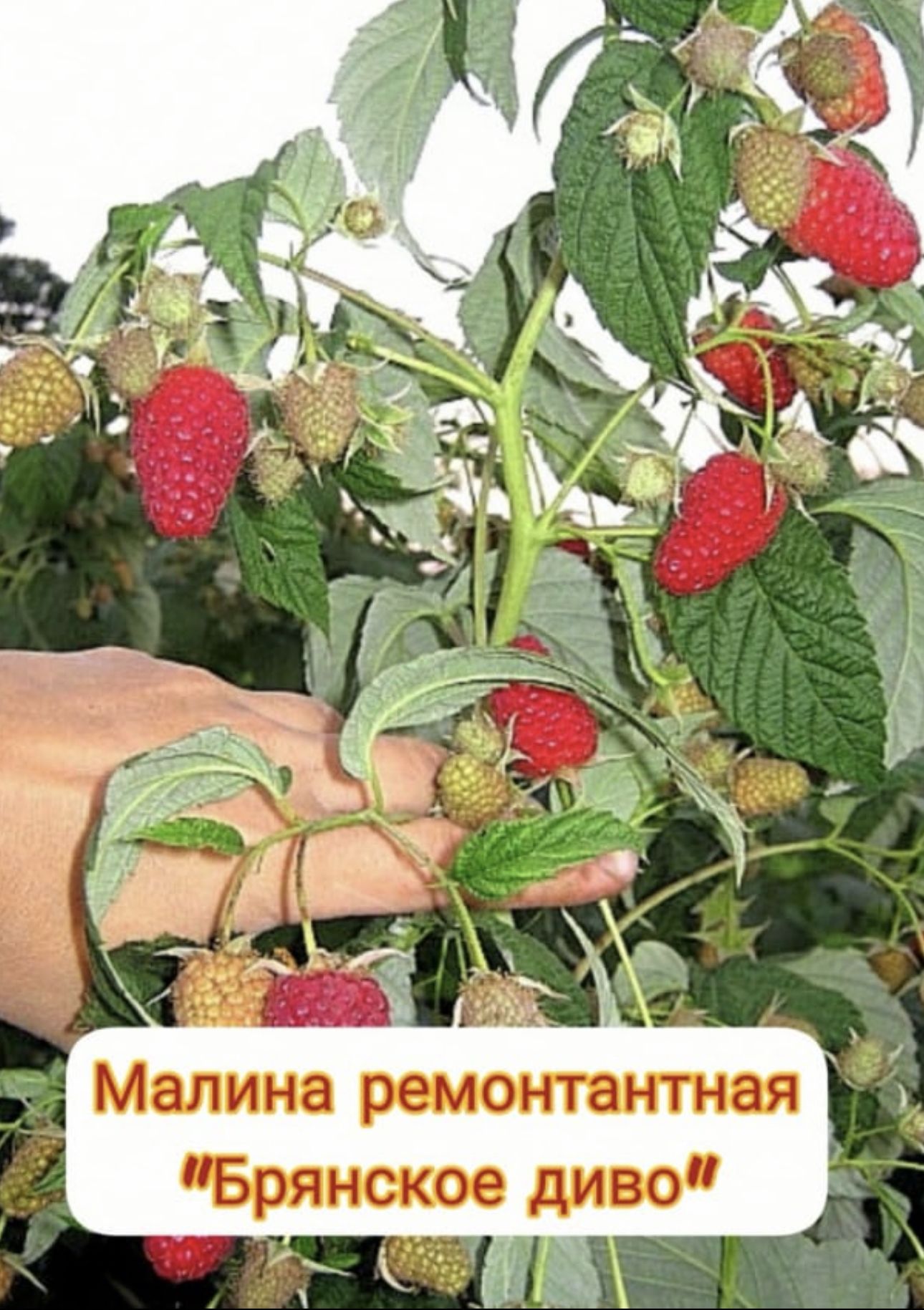 Малина брянское диво: характеристика, описание с фото, урожайность и отзывы садоводов.