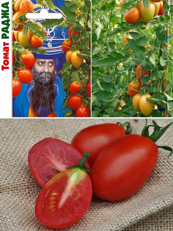 Томат раджа - секреты выращивания, особенности сорта, а также методы ухода