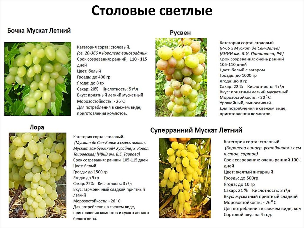 Лучшие сорта белого винограда - сладкие, ранние, среднеспелые и позднеспелые сорта, с длинными ягодами
