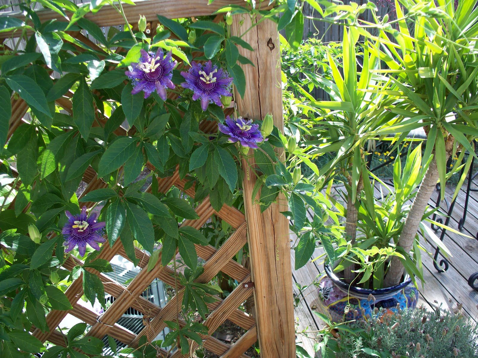 Пассифлора (passiflora): посадка и уход в домашних условиях, фото