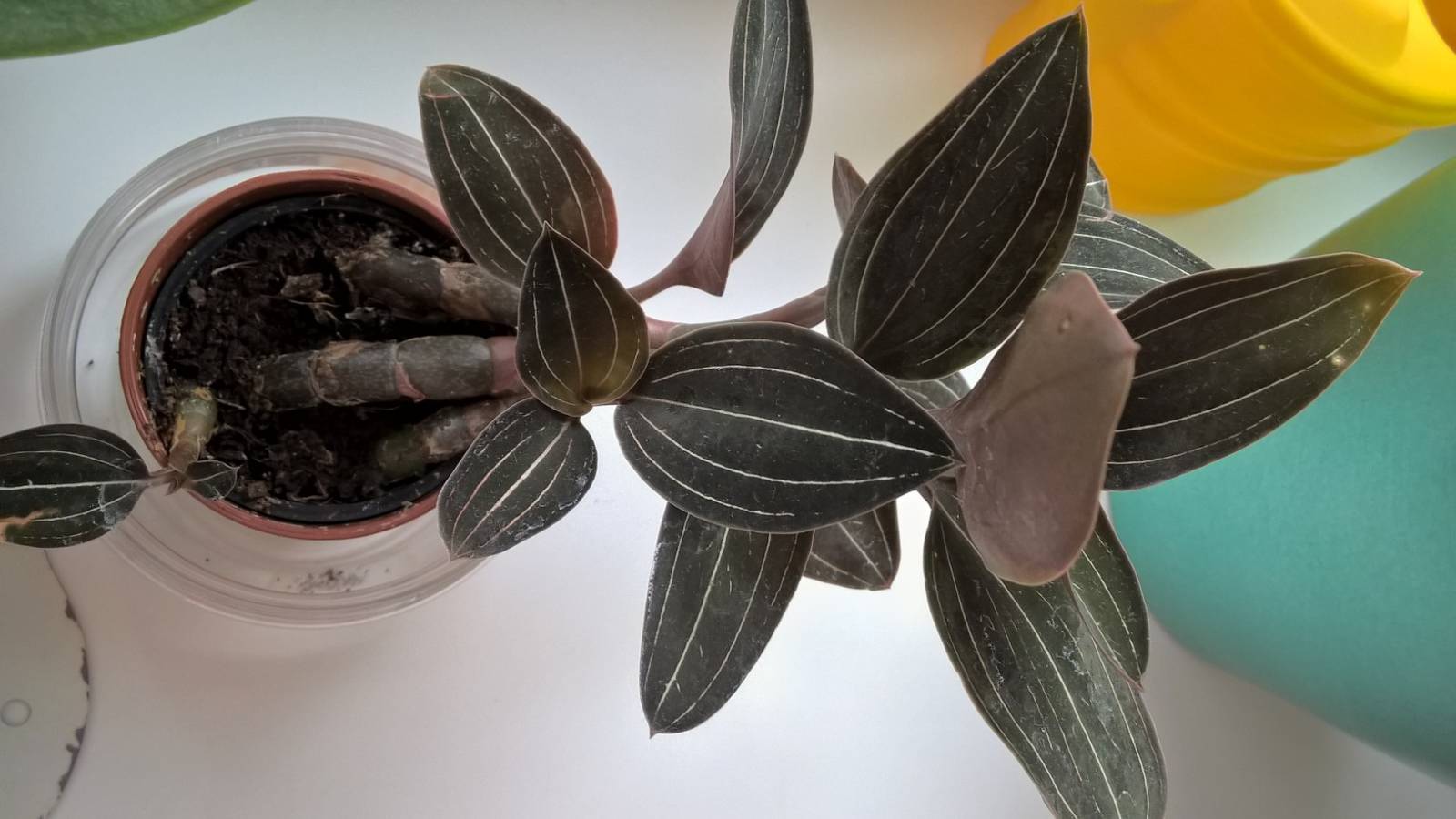 Макодес петола (macodes petola). уход, размножение дома