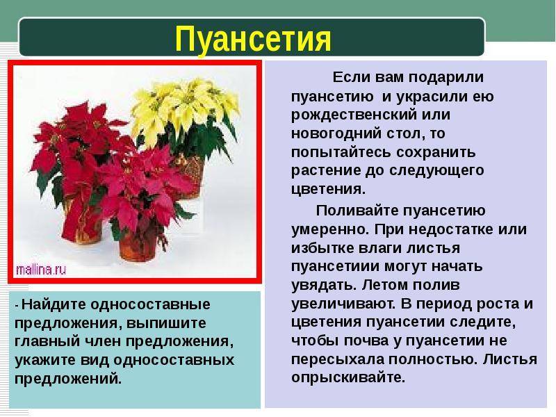 Пуансетттия, уход в домашних условиях, после покупки