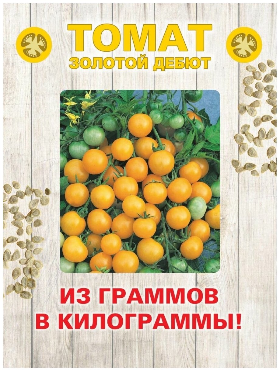 Томат дебют