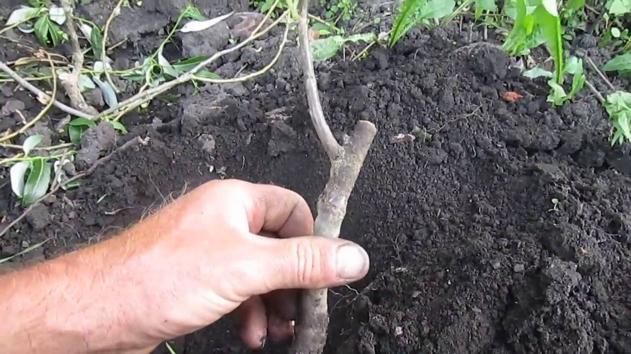 Грецкий орех (40 фото) — как выглядит дерево, выращивание, сорта, уход