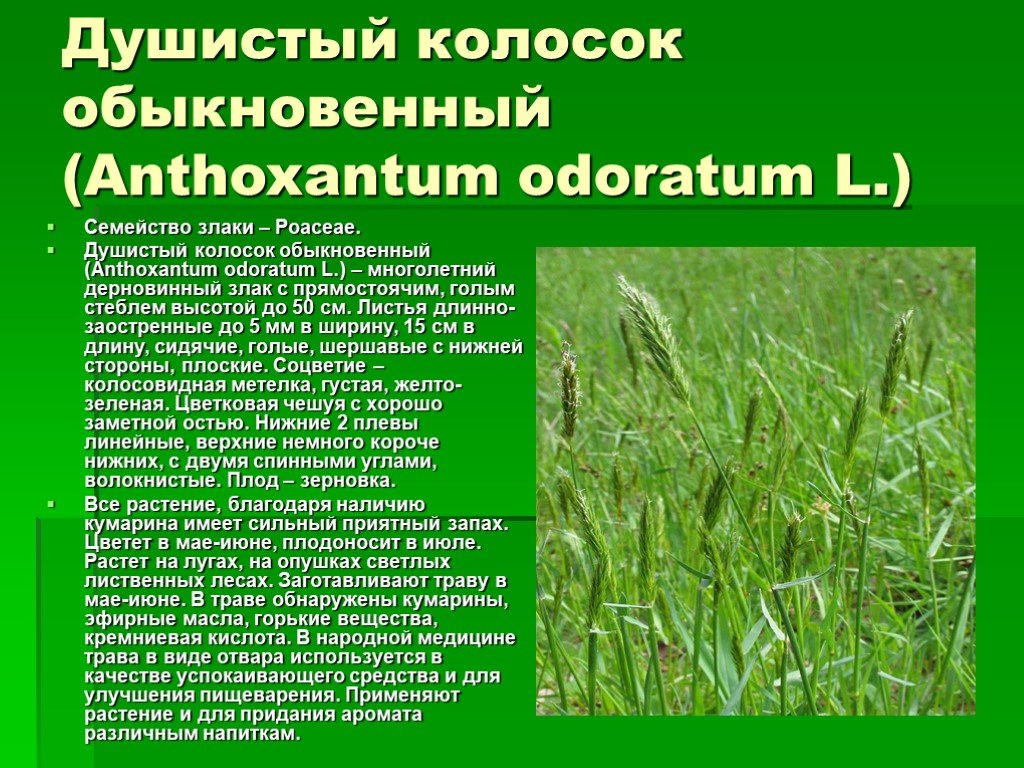 Душистый колосок обыкновенный (фото) - dachnyeidei.ru