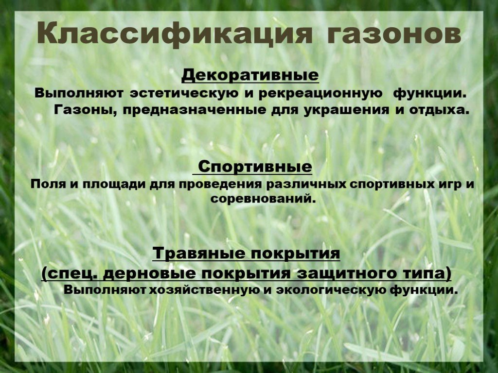 Лучшие газонные травы для посадки в различных условиях!