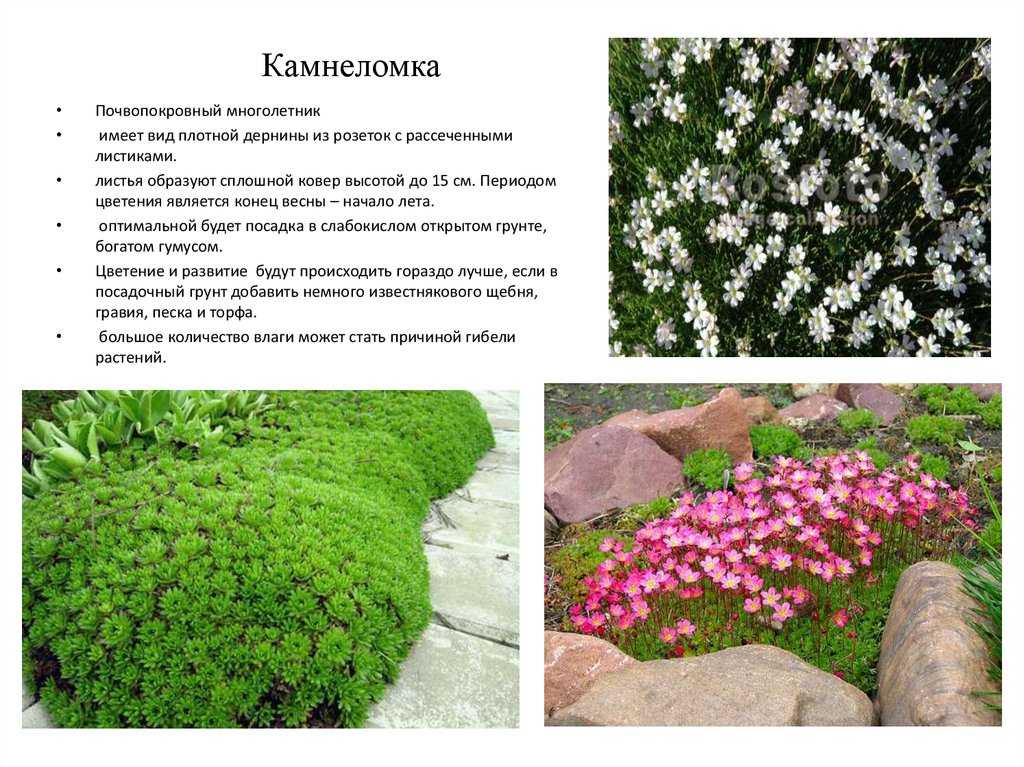 Камнеломка — «цветущая на камнях»: посадка и уход
