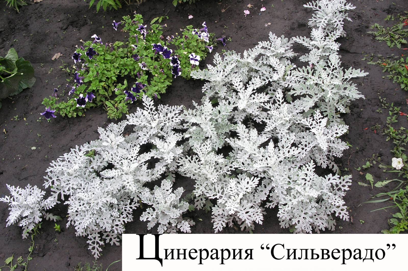 Цинерария посадка и уход фото в домашних условиях, в грунте
