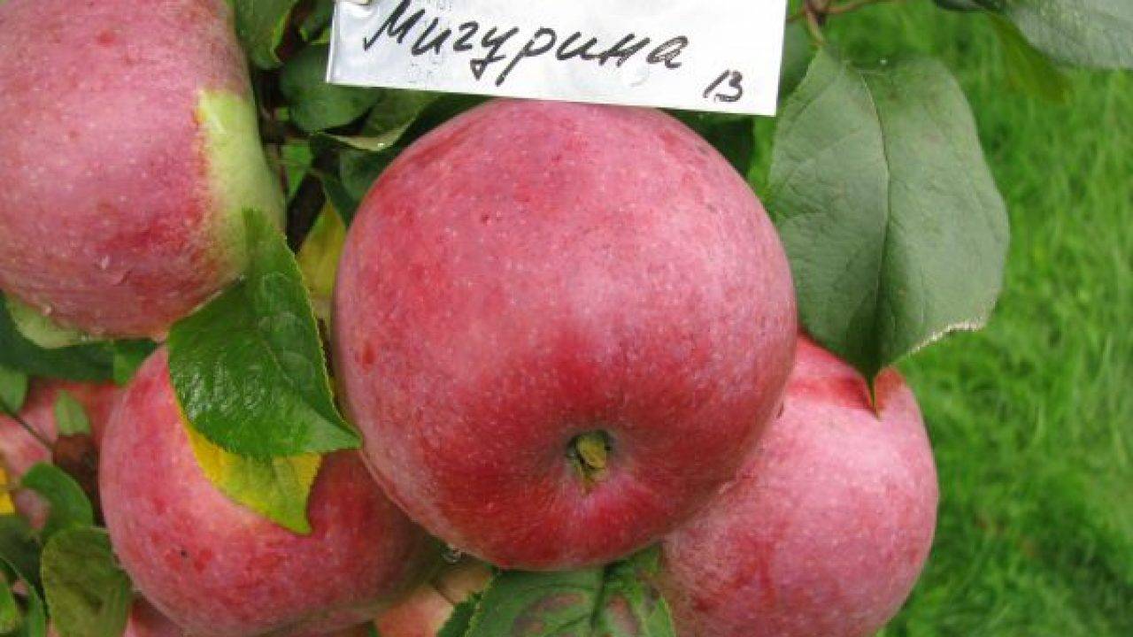 Сортовые характеристики яблони память сикоры