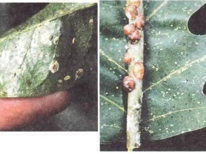 Caralluma