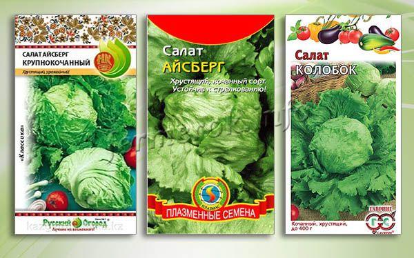 Салат латук - описание, польза и вред для организма, состав, применение
