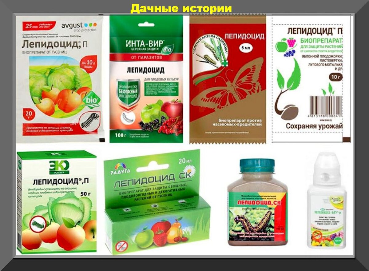 Мучнистый червец: как бороться на комнатных растениях, борьба в домашних условиях