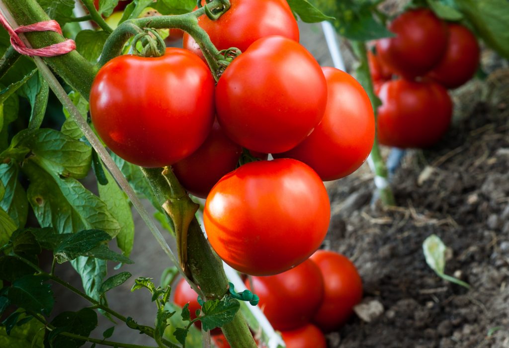Томат асвон: отзывы, фото, урожайность, описание и характеристика | tomatland.ru