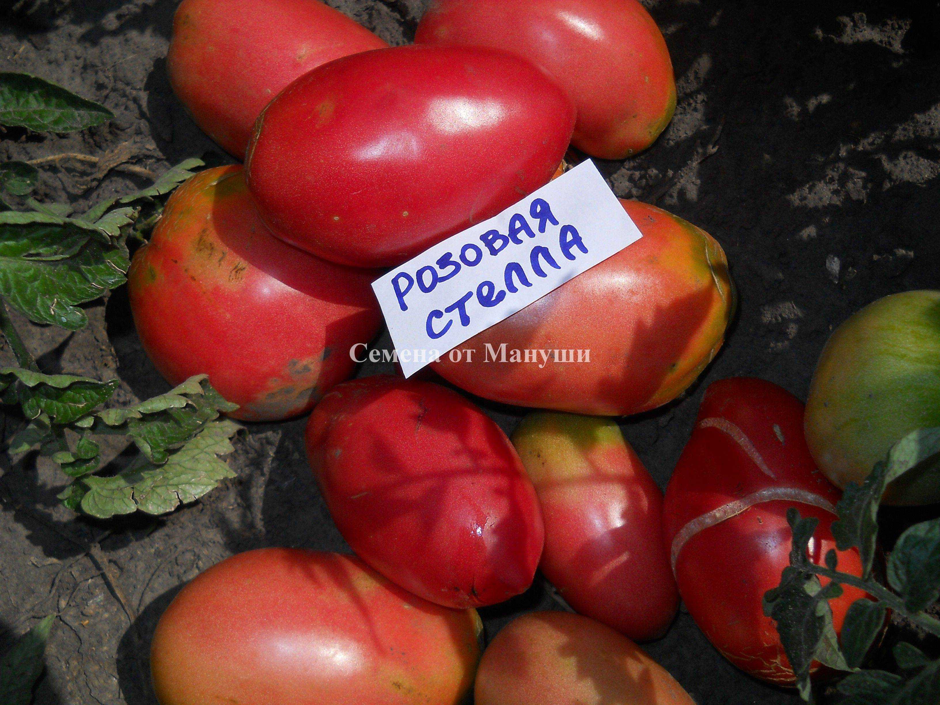 Томат розовая стелла: описание и характеристика сорта, уход, отзывы, фото и видео