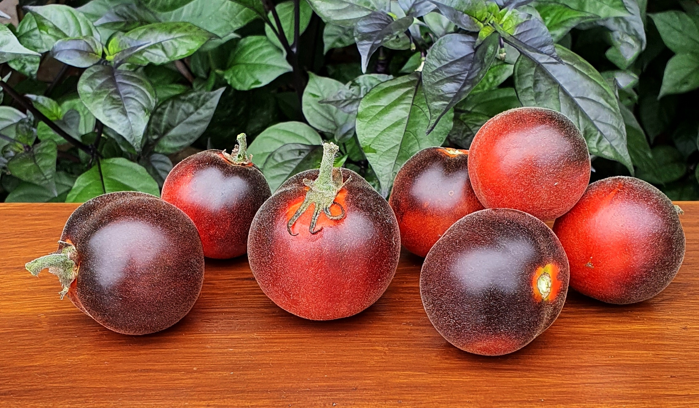 Томат пушистая голубая сойка: описание сорта, отзывы (7), фото | tomatland.ru