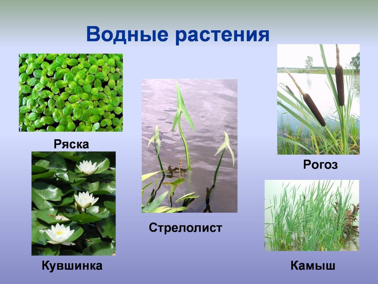 Нимфейник: нимфейник щитолистный – nymphoides peltata