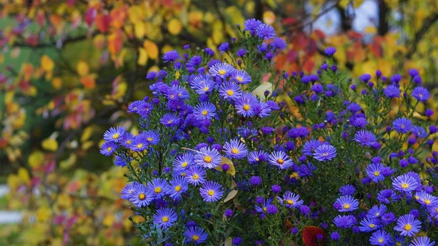 Aster dumosus посадка и уход
